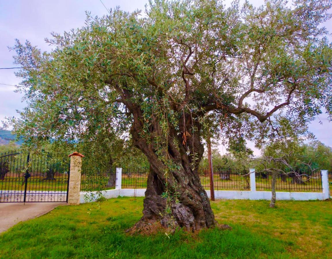 Villa Calypso Skala Rachoni  外观 照片
